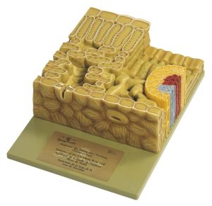Model Blad van de Kerstroos
