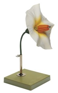 Model Bloem van de Aardappel