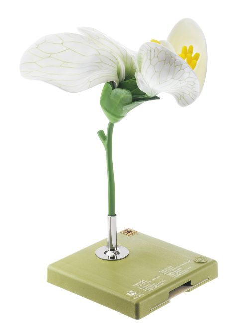 Model Bloem van de Erwt