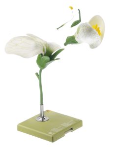 Model Bloem van de Erwt