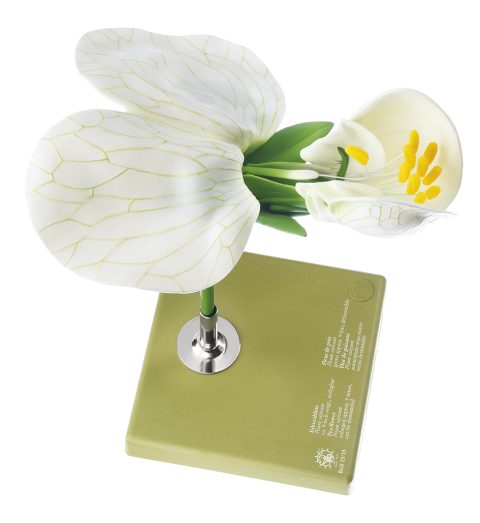 Model Bloem van de Erwt