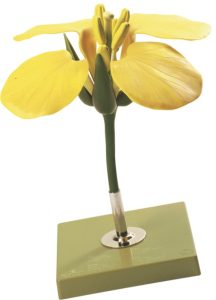 Model Bloem Koolzaad