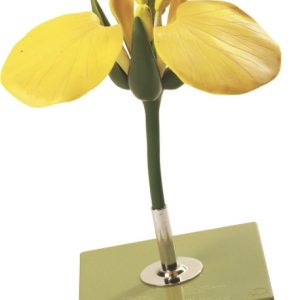 Model Bloem Koolzaad