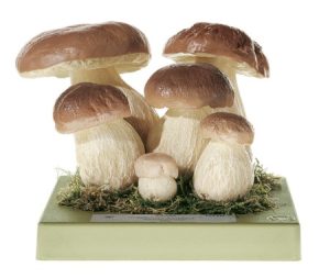 Model Gewoon Eekhoorntjesbrood, 6-delig