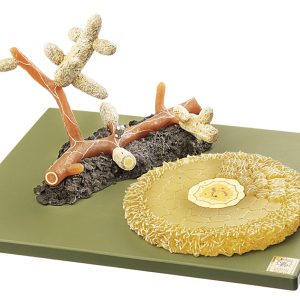 Model Grove Den Mycorrhiza