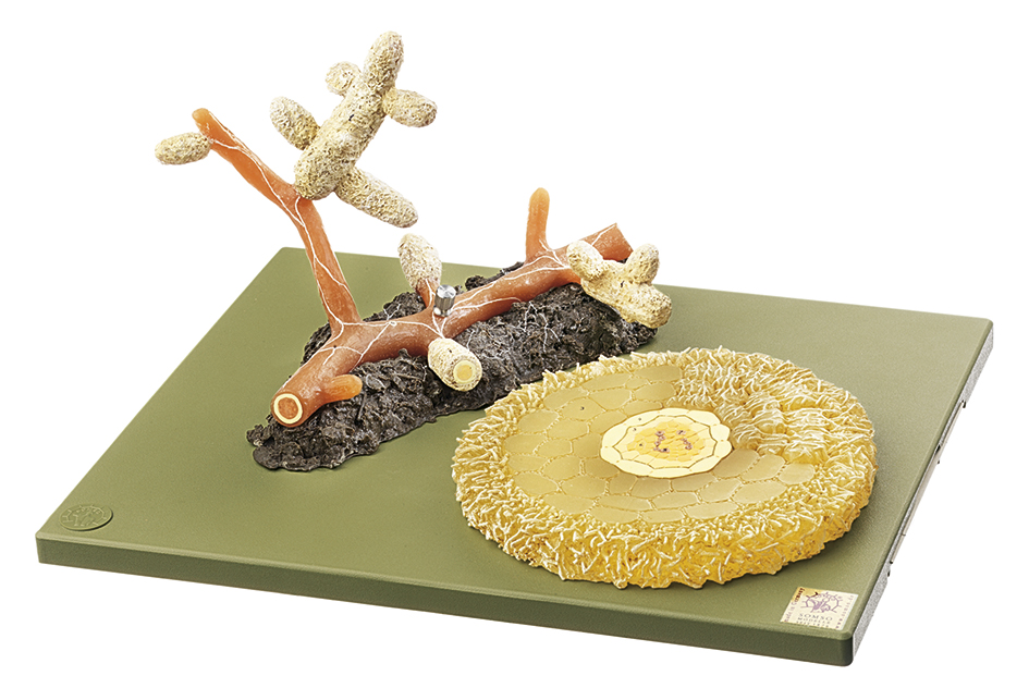 Model Grove Den Mycorrhiza