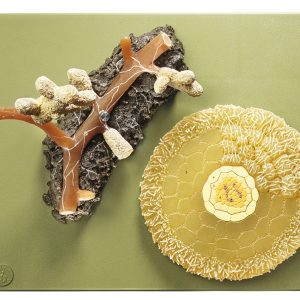 Model Grove Den Mycorrhiza