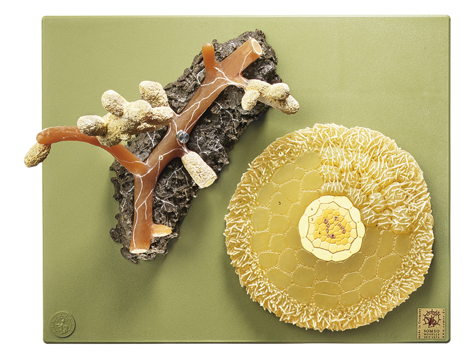 Model Grove Den Mycorrhiza