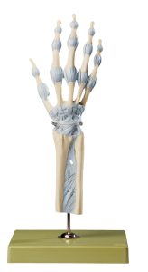 Model Hand- en Vingergewrichten Somso
