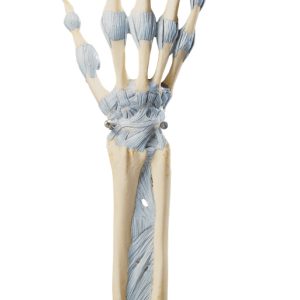 Model Hand- en Vingergewrichten Somso