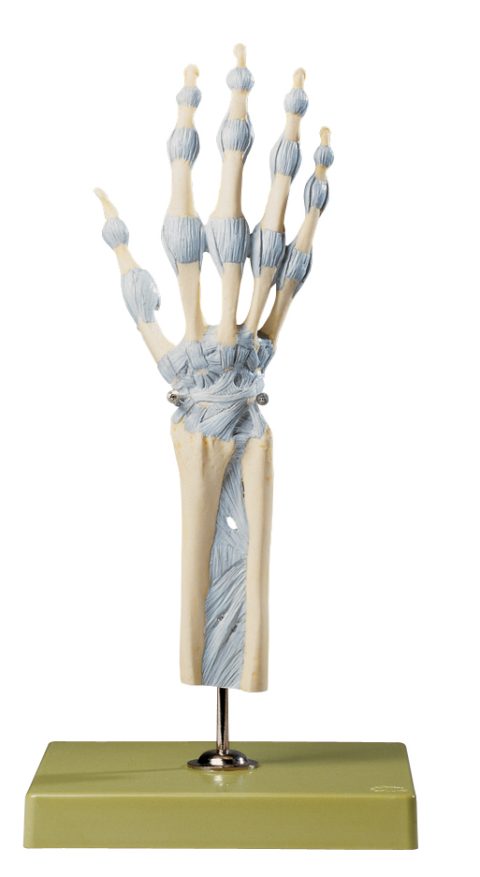 Model Hand- en Vingergewrichten Somso