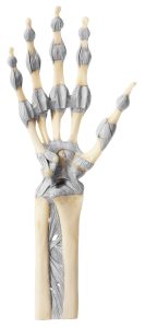 Model Hand- en Vingergewrichten Somso