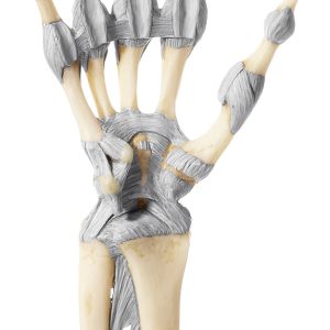 Model Hand- en Vingergewrichten Somso