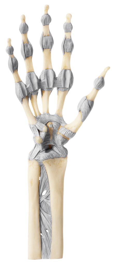 Model Hand- en Vingergewrichten Somso