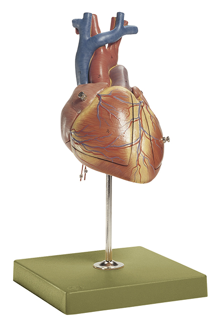 Model Hart van Foetus, 3-delig
