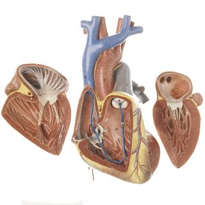 Model Hart van Foetus, 3-delig
