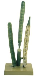 Model Hauw Koolzaad