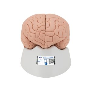 Model Hersenen, 2-delig