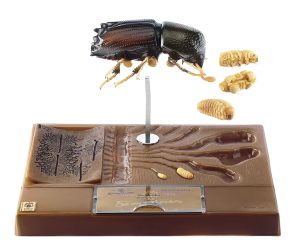 Model Ontwikkeling Schorskever