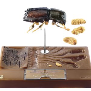 Model Ontwikkeling Schorskever