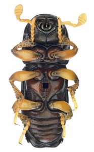 Model Ontwikkeling Schorskever