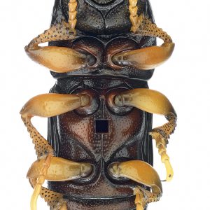 Model Ontwikkeling Schorskever