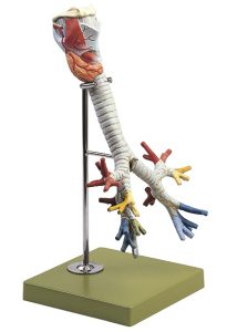Model Strottenhoofd met Luchtpijp