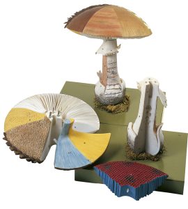Model Structuur Paddenstoel met Hoed