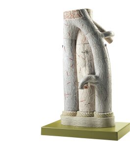 Model Structuur Slagader en Aders