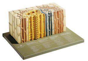 Model Vaatbundel van een Tweezaadlobbige Plant