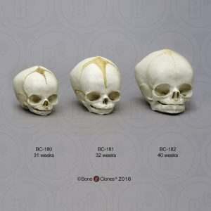 Modellenset Schedels Foetus, 3-delig