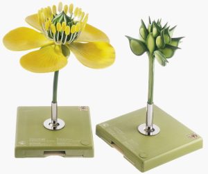 Modellenset Scherpe Boterbloem
