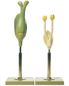 Modellenset Wilgenbloemen