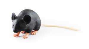 Muis Oefenmodel