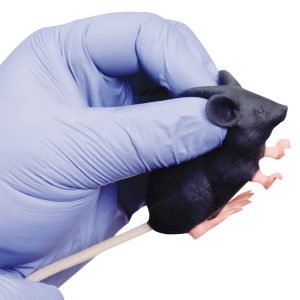 Muis Oefenmodel