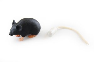 Muis Oefenmodel
