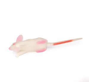 Muis Simulatiemodel