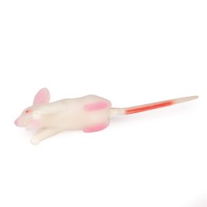 Muis Simulatiemodel