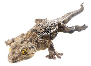Muurgekko Model