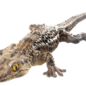Muurgekko Model