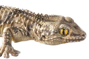 Muurgekko Model