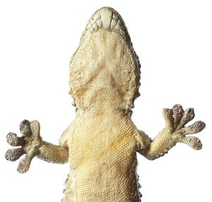 Muurgekko Model