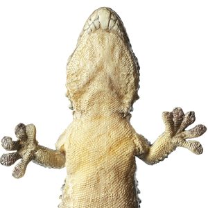 Muurgekko Model
