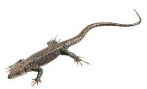 Muurhagedis Model