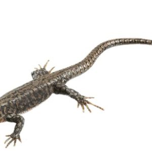 Muurhagedis Model