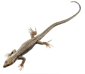 Muurhagedis Model