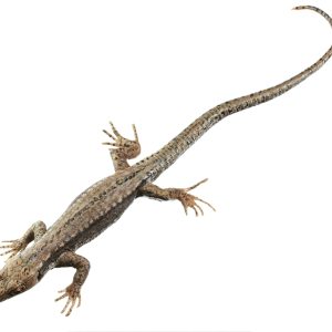 Muurhagedis Model