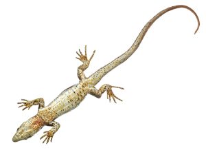 Muurhagedis Model