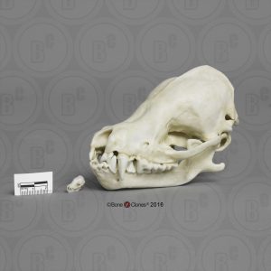 Myotis Velifer Schedelmodel