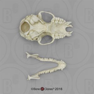 Myotis Velifer Schedelmodel